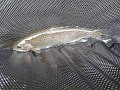 Kettle Trout 9